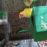 جفت کوتوله لوپ هلویی و بریزیلی|پرنده|زابل, |دیوار