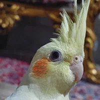 3 عددعروس هلندی ماده