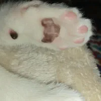 گربه خونگی خوشگل رایگان|گربه|گرگان, |دیوار