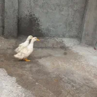 اردک