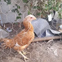 مرغ لاری اصیل به شرط تخم گذار