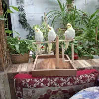 عروس هلندی وسگ پاکوتاه