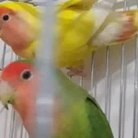 طوطی نرو ماده سالم بازیگوش ۱ میلیون