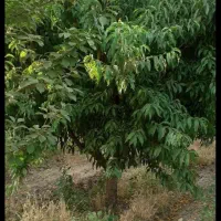 تیلرباغ|خدمات باغبانی و درختکاری|نظرآباد, نظرآباد|دیوار