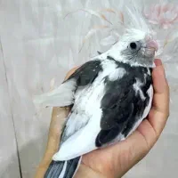 جوجه عروس هلندی سرلاکی نژاد سخنگو|پرنده|تهران, پونک|دیوار