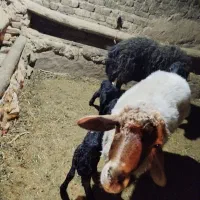 میش با بره