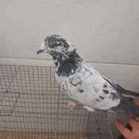 کفتر پرشی