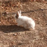 خرگوش|موش و خرگوش|کرمانشاه, |دیوار