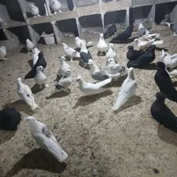 فروش تعدادی کبوتربوشهری خودبوشهر|پرنده|بوشهر, |دیوار