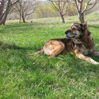 سگ ماده سرابی ذات قدیم ۵ ساله