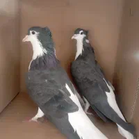 دمگیر دوبحر سیاه پشت|پرنده|اصفهان, سودان|دیوار