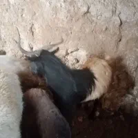 نر بز گله گرد 1300000|حیوانات مزرعه|آشخانه, |دیوار