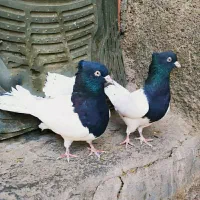 دو عدد ماده کله سیاه