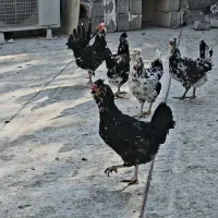 مرغ و خروس گلین اصل خال سوزنی