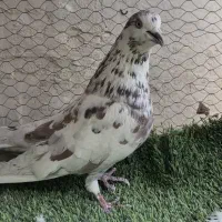 نرقلمکاردم شقه ای