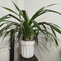 گل پاندانوس