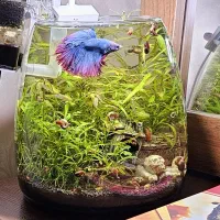 ماهی و غذای ماهی