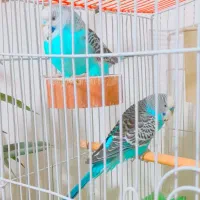 یک جفت مرغ عشق دستی و خوشگل