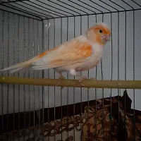 قناری موزاییکی نر