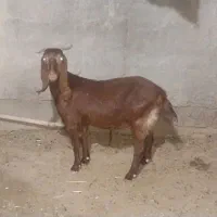 یک عدد بز ابستن