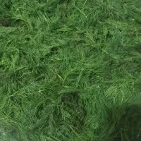 سبزی و ترشی خانگی شوید تازه|خوردنی و آشامیدنی|شاهدشهر, |دیوار