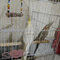 عروس هلندی|پرنده|جوادآباد, |دیوار