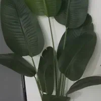 فروش نخل نیکولای مصنوعی