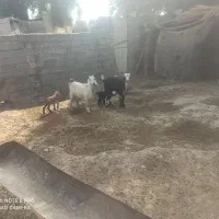 دوتابزه جوان زایمان کردن