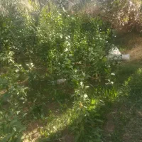 فروش نهال محلی تضمینی|خدمات باغبانی و درختکاری|نگین کویر, |دیوار