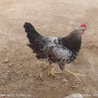 مرغ و خروس|حیوانات مزرعه|شیراز, کفترک|دیوار