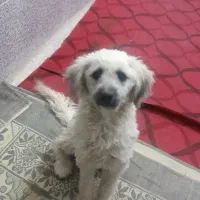 واگذاری سگ خونگی باهوش