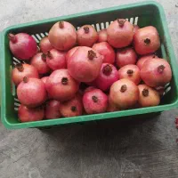 انار شیرین|خوردنی و آشامیدنی|نگین شهر, |دیوار