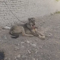 توله سگ پژدر، سرابی