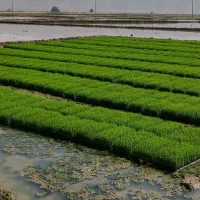 برنج کامفیروزی اصل با تراکتور|خوردنی و آشامیدنی|کامفیروز, |دیوار