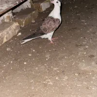 کفتر و عروس هلندی