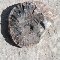 سنگ فسیل قدیمی سکه قدیمی