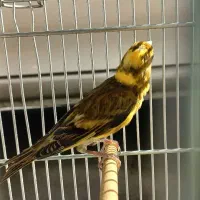 سهره قناری ابلغ نر|پرنده|شیراز, سیلو|دیوار