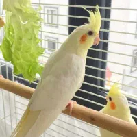 عروس هلندی/پرورشگاه عروس پت