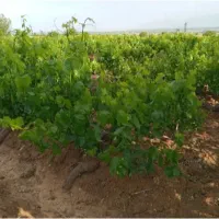 فروش-باغ-بالای-گلخانه-هیدج