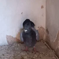 کفتر پلاکی|حیوانات|اسلامشهر, شهرک سعیدیه|دیوار