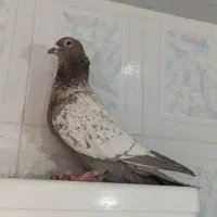 ماده طاووسی|پرنده|شیراز, آزادگان|دیوار