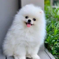 توله سگ پامرین پامر