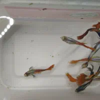 ماهی گوپی|ماهی|اقبالیه, |دیوار