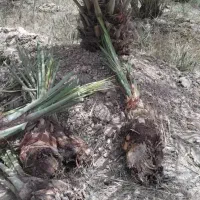 کیش|گل و گیاه طبیعی|کیش, |دیوار