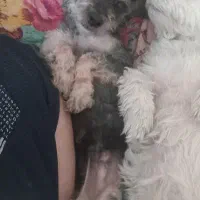 با سلام ۱عدد توله سگ نر واگذاری|سگ|شاهین‌شهر, پارک بانک استان|دیوار