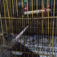 مینا|پرنده|تایباد, |دیوار