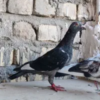 کبوتر گرفتنی|پرنده|قم, باسکول|دیوار