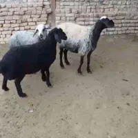گوسفند نژاددار. قـوچ بـره چالـی|حیوانات مزرعه|زارچ, |دیوار