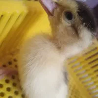 جوجه اردک و جوجه گلپایگان