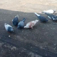 کبوتر رنگه غریبه